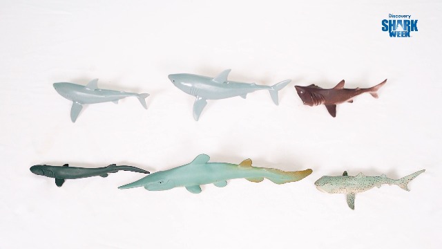 Amazon.com: Shark Week Discovery - 20 Pieces Premium Collectable